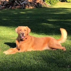 Meet your Posher, Elizabeth